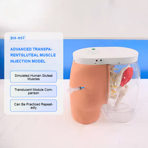 Modelo Anatómico de Inyección Intramuscular ADA-H5T, Glúteo <span class=keywords><strong>Humano</strong></span> Transparente para Entrenamiento en Escuelas de Medicina, Ciencias Médicas - Product Image 2