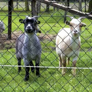 Vendite dirette in fabbrica di recinzioni zincate da 1.8mm da 5 piedi per collegamenti a catena e rotoli di recinzione - Product Image 5