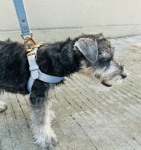 Set di Imbracature per Cani in Pelle PU di Lusso Personalizzato con NASTRI, Impermeabile e Morbido, Design alla Moda per Passeggiate con Cuccioli - Product Image 4