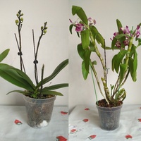 Vente en gros d'usine, pots à orchidées en plastique transparent écologiques bon marché de 2 pouces (6 cm) pour les fournitures de jardinage à domicile