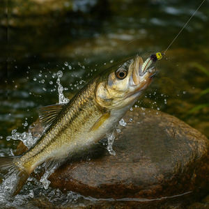 Tête de perle de tungstène <span class=keywords><strong>nymphe</strong></span> humide coulant rapide mouche truite et bar leurres de pêche 10 # lac de rivière - Product Image 6