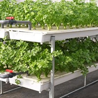 Système hydroponique pour serre avec Cocopeat et NFT Hydroponique pour l'agriculture de tomates et de laitues Agriculture verticale agricole