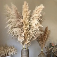 Herbe de la Pampa Séchée Naturelle Beige Champêtre en Gros pour Mariage Maison Hôtel