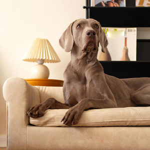 Holz-Haustierbett für Große Hunde & Katzen, Abnehmbares Waschbares Erhöhtes Hundebett mit Holzrahmen, Ganzjahres-Haustierbett - Product Image 3