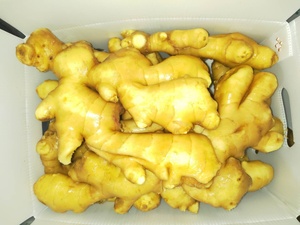 2025 gừng tươi 100g + Kích thước số lượng lớn đóng gói 20kg hộp đóng gói 20rf container tải gừng khô giá xuất khẩu - Product Image 2