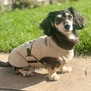 Dachshund jaket anjing tahan air reflektif tahan angin kustom rompi merek pribadi Logo mewah pakaian pakaian hewan peliharaan - Product Image 1