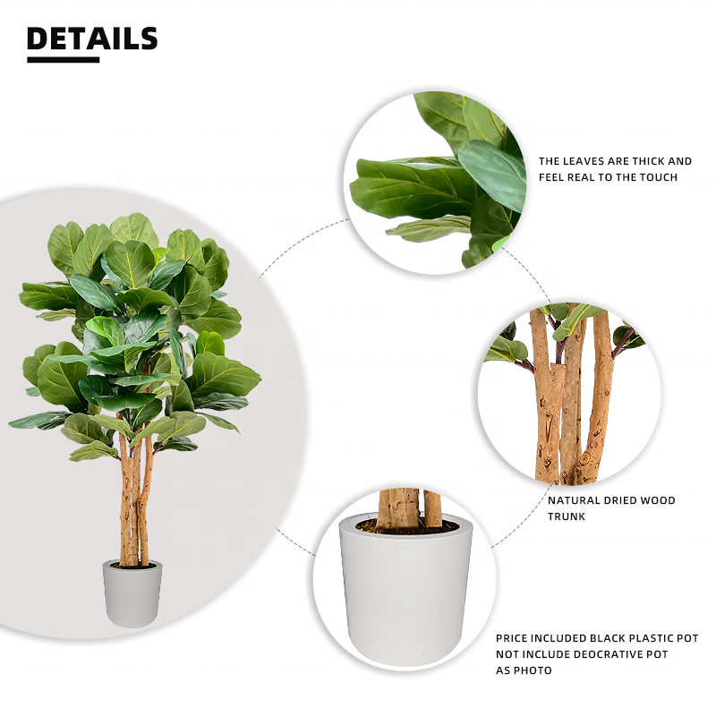 bass favorite fig tree