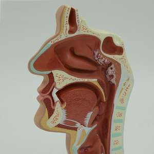 3 buah Set Model nasopyning PVC-Normal + Rhinitis + Model patonomi untuk pengajaran medis & tampilan - Product Image 6