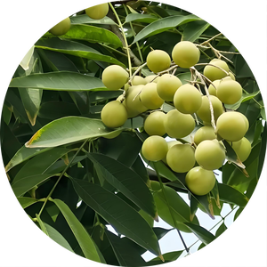 Polvo de Extracto de Sapindus Saponaria <span class=keywords><strong>Linnaeus</strong></span> Puro y Natural de Alta Calidad 10:1, Polvo Soluble en Agua de Wuhuanzi, Extracto Herbal de China - Product Image 3