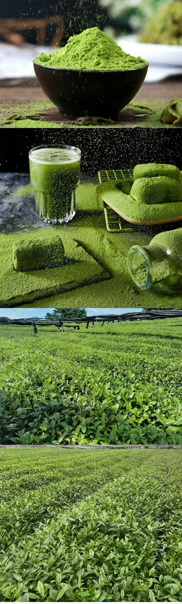 Premium Grade Matcha Grade AA Green Tea Powder for Food