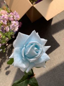 Vendita calda in lattice artificiale fiori veri <span class=keywords><strong>rose</strong></span> di tocco Baby <span class=keywords><strong>blu</strong></span> gambo lungo <span class=keywords><strong>rose</strong></span> per la casa di nozze di natale san valentino decorazione - Product Image 2