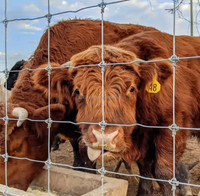 Clôture de ferme galvanisée en gros pour bétail, clôture de pâturage pour moutons, chèvres, cerfs, chevaux - Entrepôt à Los Angeles