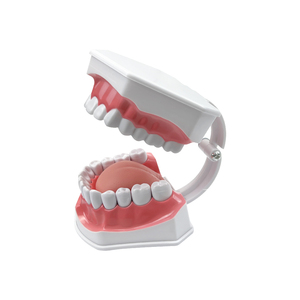 Modèle d'enseignement de dentisterie anatomique de la bouche entière, en plastique, avec dents amovibles, pour la pratique de la brosse à dents et la démonstration du soin interdentaire - Product Image 6