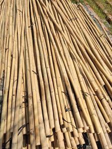 Fabricante de estacas de bambú OEM con tratamiento personalizado de Vietnam para soporte de plantas agrícolas - Product Image 3