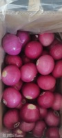 Oignons pelés frais, emballés sous azote, graines d'oignons rouges hybrides, oignons blancs pelés de Chine, exportés au Japon