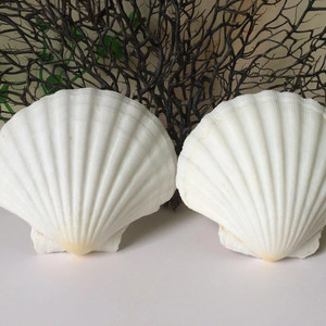 SCALLOP SHELL - SEASHELL <b>CRAB</b> SHELL for CRAFTS - Product Image 5