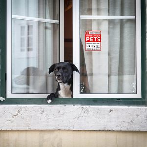 Pet cảnh báo an toàn cháy cứu hộ Sticker hai mặt 8 đề can, trên cửa sổ, cho cửa sổ nhà cửa (vòng) - Product Image 6