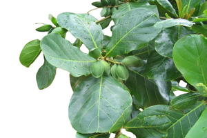 ผงสารสกัดใบตองแคทัปป้า เกรดอาหาร ความบริสุทธิ์ 99% ยี่ห้ออีโคเพียว บรรจุในภาชนะพลาสติก - Product Image 3