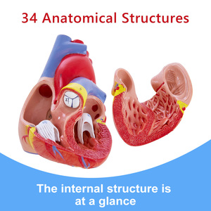 Modelo Anatómico del Corazón Humano, para Enseñanza Médica, con Soporte, Certificación CE/ISO - Product Image 4