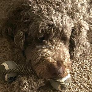 Jouet à mâcher pour chien en nylon durable, forme d'haltère, corde à nœuds, combinaison, jouet à mâcher pour chien agressif, jouet à mâcher en coton pour chien - Product Image 6