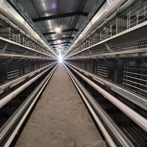 Venta caliente 250 <span class=keywords><strong>pájaros</strong></span> capacidad jaula capa <span class=keywords><strong>segunda</strong></span> <span class=keywords><strong>mano</strong></span> pollo <span class=keywords><strong>jaulas</strong></span> <span class=keywords><strong>para</strong></span> 2000 <span class=keywords><strong>pájaros</strong></span> pequeñas granjas - Product Image 3