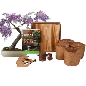 Hot Bán Wisteria Sinensis <span class=keywords><strong>Bonsai</strong></span> Cây Nhà Máy Kit Đất Nước Phong Cách Làm Vườn Quà Tặng Chậu Với Cây Cảnh Công Cụ Thiết Lập Cho Người Mới Bắt Đầu - Product Image 1