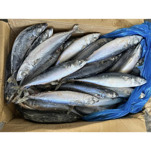 Precio de caballa <span class=keywords><strong>China</strong></span> Caballa Pescado de hielo Pescado de caballa del Pacífico congelado - Product Image 4