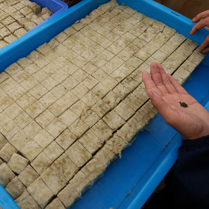 Hạt Giống Thủy Canh 2 Inch Dụng Cụ Mỏ Đá Trồng Rau Củ Vườn Ươm Len Cho Cà Chua/Dưa Chuột - Product Image 5