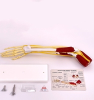 Modèle anatomique Tianlian TL-JX052 des membres supérieurs et des articulations de la hanche humaines avec muscles, ligaments vasculaires et os - Utilisation en laboratoire Classe I