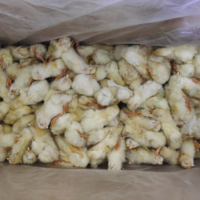 Poussins congelés d'un jour pour serpents, lézards, crocodiles, renards, faucons, scinques et oiseaux de proie, etc.