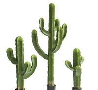 Plante Artificielle Succulente à Faible MOQ, Décoration Végétale Créative pour la Maison, Cactus Artificiel Petit Format pour Aménagement Paysager