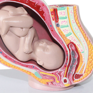 Modèle anatomique du système reproducteur féminin pour l'enseignement médical, design Art Déco en plastique, idéal pour la rentrée scolaire et la décoration intérieure - Product Image 6