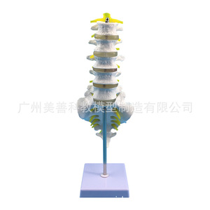 Modèle de vertèbres lombaires à cinq segments, modèle de coccyx, modèle de colonne vertébrale, modèle de squelette humain grandeur nature, disque intervertébral fémoral. - Product Image 4