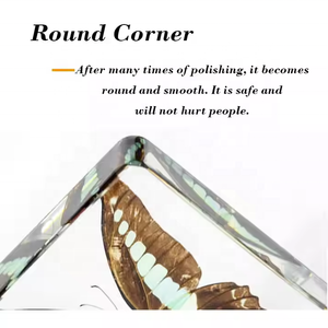 تحنيط فراشة في راتنج مستجدات عينة حقيقية للفتيان والفتيات هدايا للعودة إلى المدرسة والتخرج - Product Image 4