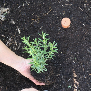 2020 nouvelle terre cuite planteur auto-arrosant pot de fleur Bas viré Terre Cuite poreuse d'argile fleur planteur pot - Product Image 5