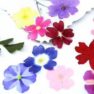 100 pièces/paquet de fleurs de <span class=keywords><strong>verveine</strong></span> séchées et pressées, pétales naturels, spécimens pour la résine, coque de téléphone DIY, bijoux pour le visage, sans danger pour la peau - Product Image 2