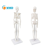 Modelo de Esqueleto Humano de PVC de 45 cm con Músculos y Columna Vertebral, Certificado CE/ISO, para Uso en Escuelas de Medicina