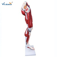 Modèle d'anatomie du muscle humain muscle de la jambe humaine (13 parties) muscles du modèle anatomique des membres inférieurs