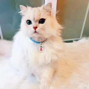 <span class=keywords><strong>Collar</strong></span> Retráctil Cómodo para Mascotas con Colgante Personalizado de Mahjong, Suministros para Mascotas, Collares para Gatos, <span class=keywords><strong>Collar</strong></span> Personalizado para Perros - Product Image 2