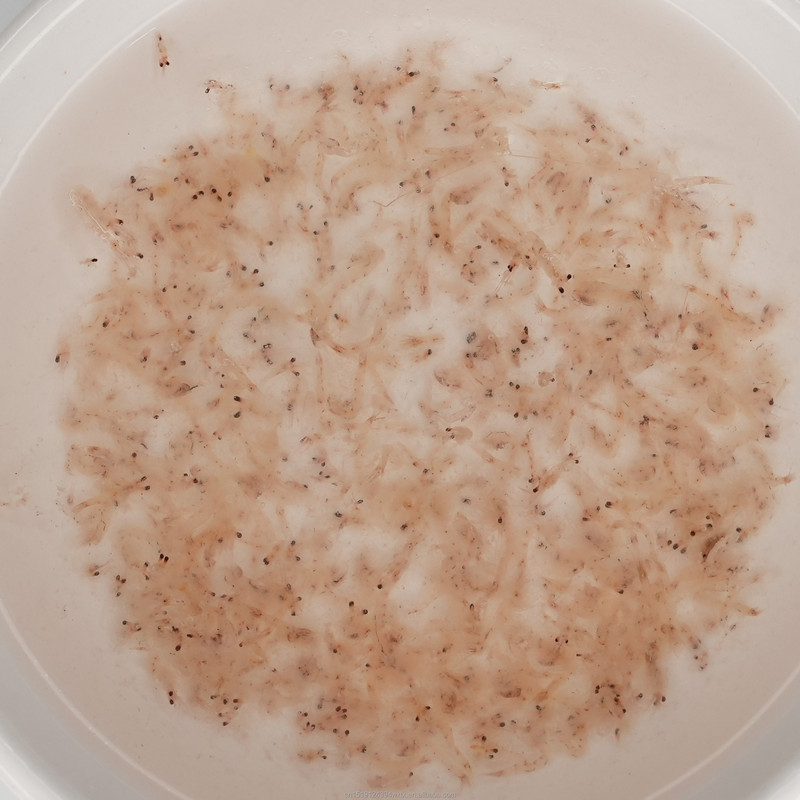 Direct Factory Sale Frozen Brine Shrimp