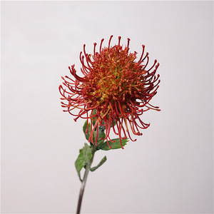 Fatto a mano naturale Protea fiore testa singola 12CM di diametro per la laurea di nozze natale e capodanno cinese - Product Image 5