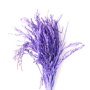 ดอกไม้แห้งสำหรับตกแต่งพืชเมืองร้อน Oryza sativa ข้าวเปลือกแห้ง - Product Image 1