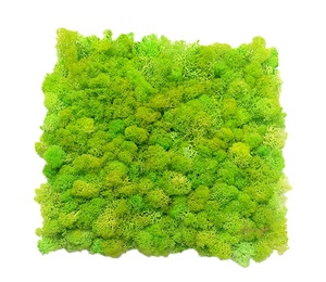 Panneaux de mousse verte naturelle carrée en gros, décoration de bureau, lichen stabilisé préservé, décoration murale de Noël, lichen préservé - Product Image 1