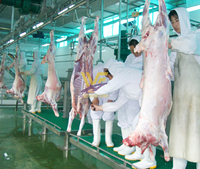 Abattoir de boucherie halal international Usine d'abattoir de chèvres Abattage complet