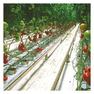 Hydroponics greenhouse NFT Growing System Vertical PVC Strawberry Gutter Coco Coir Substrate Media Vegetable Grow System