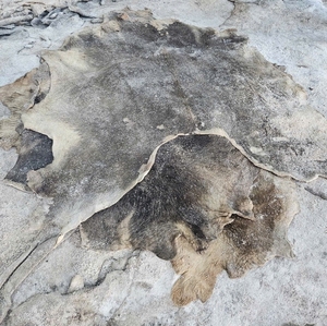 Double Faced Wet Salted Cowhides and Buffalo Hides Hand-Selected <b>Raw</b> Material for Fine Leather Crafting and Tanning - Product Image 1