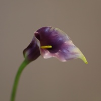 Hoogwaardige realistische Calla Lelie kunstbloemen met lange steel, bordeauxrood, voor thuis, bruiloft, tafelvaasjes, binnendecoratie