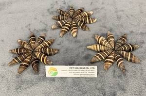 ถุงมือเปลือกหอยจากเวียดนาม - Product Image 6