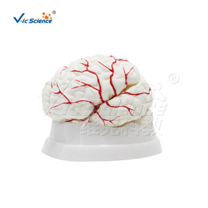 Modèle d'anatomie du cerveau et des artères cérébrales, PVC respectueux de l'environnement, modèle de formation pour étudiants en médecine, modèle pédagogique en neurologie. - Product Image 5