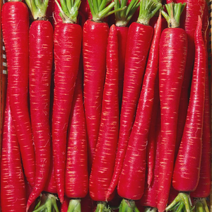 Carotte hybride de qualité supérieure pour les marchés agricoles en gros, avec une croissance fiable, une récolte uniforme et une excellente qualité du produit - Product Image 1